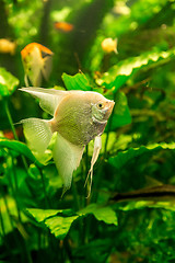 Image showing Tropical fish PTEROPHYLLUM SCALARE