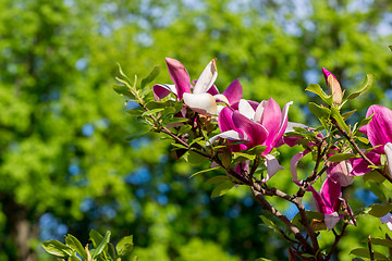 Image showing Magnolia tree blossom in springtime