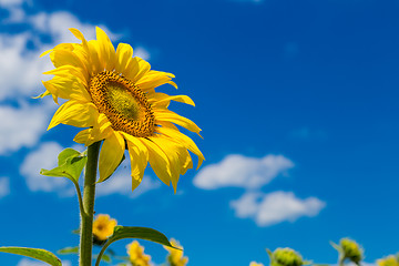 Image showing sun flowers field in Ukraine sunflowers