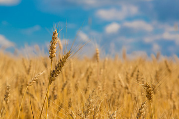 Image showing A wheat field, fresh crop of wheat