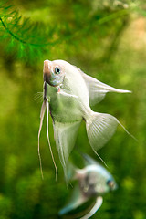 Image showing Tropical fish PTEROPHYLLUM SCALARE