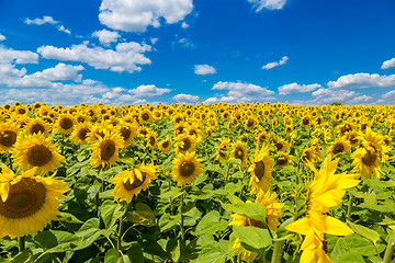 Image showing sun flowers field in Ukraine sunflowers