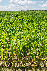 Image showing Green corn field