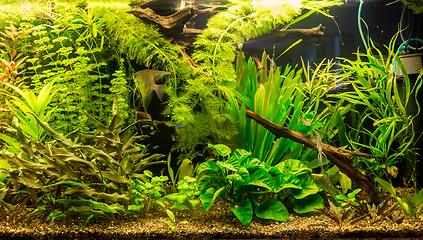 Image showing Ttropical freshwater aquarium with fishes