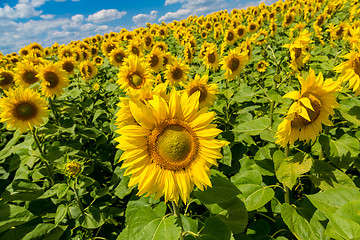 Image showing sun flowers field in Ukraine sunflowers