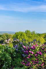 Image showing purple lilac bush blooming in May day. City park