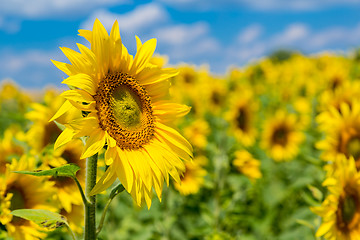 Image showing sun flowers field in Ukraine sunflowers