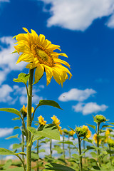 Image showing sun flowers field in Ukraine sunflowers