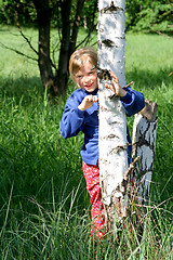 Image showing Birch grove