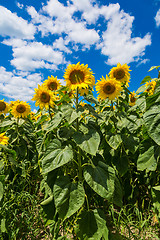 Image showing sun flowers field in Ukraine sunflowers