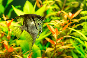 Image showing Tropical fish PTEROPHYLLUM SCALARE