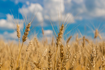 Image showing A wheat field, fresh crop of wheat