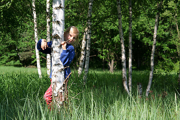 Image showing Birch grove