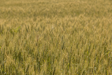 Image showing A wheat field, fresh crop of wheat