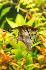 Image showing Tropical fish PTEROPHYLLUM SCALARE