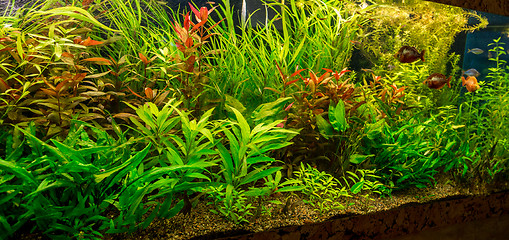 Image showing Ttropical freshwater aquarium with fishes