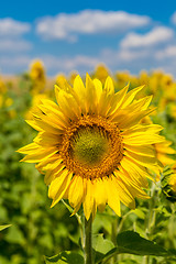 Image showing sun flowers field in Ukraine sunflowers