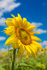 Image showing sun flowers field in Ukraine sunflowers