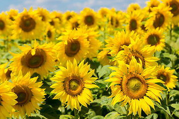 Image showing sun flowers field in Ukraine sunflowers