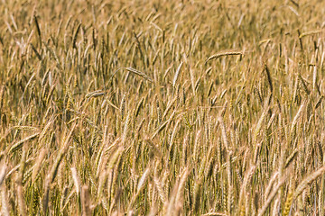 Image showing A wheat field, fresh crop of wheat