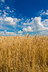 Image showing A wheat field, fresh crop of wheat