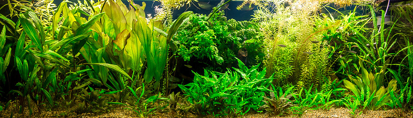Image showing Ttropical freshwater aquarium with fishes