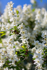 Image showing White  flowers of the cherry blossoms