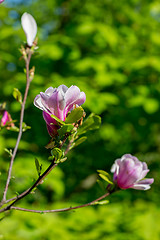 Image showing Magnolia tree blossom in springtime