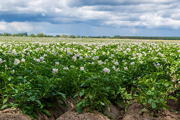 Image showing potato flowers blooming