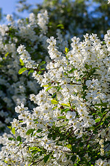 Image showing White  flowers of the cherry blossoms