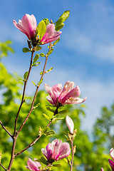 Image showing Magnolia tree blossom in springtime