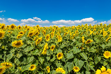 Image showing sun flowers field in Ukraine sunflowers