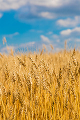 Image showing A wheat field, fresh crop of wheat