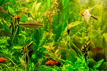 Image showing Ttropical freshwater aquarium with fishes