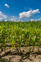 Image showing Green corn field