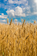 Image showing A wheat field, fresh crop of wheat