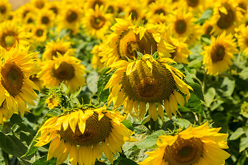 Image showing sun flowers field in Ukraine sunflowers