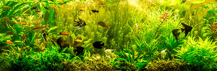 Image showing Ttropical freshwater aquarium with fishes