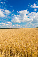 Image showing A wheat field, fresh crop of wheat