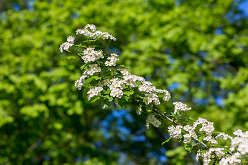 Image showing White  flowers of the cherry blossoms