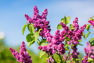 Image showing purple lilac bush blooming in May day. City park