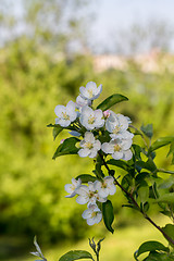 Image showing White  flowers of the cherry blossoms