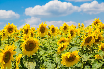 Image showing sun flowers field in Ukraine sunflowers