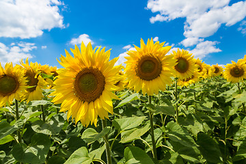 Image showing sun flowers field in Ukraine sunflowers