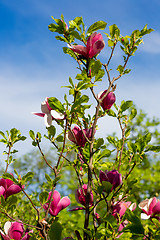 Image showing Magnolia tree blossom in springtime