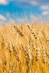 Image showing A wheat field, fresh crop of wheat