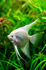 Image showing Tropical fish PTEROPHYLLUM SCALARE