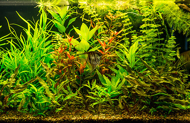 Image showing Ttropical freshwater aquarium with fishes