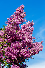 Image showing purple lilac bush blooming in May day. City park