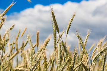 Image showing A wheat field, fresh crop of wheat